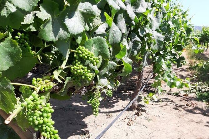 Private Maipo Valley Wine Experience from Santiago