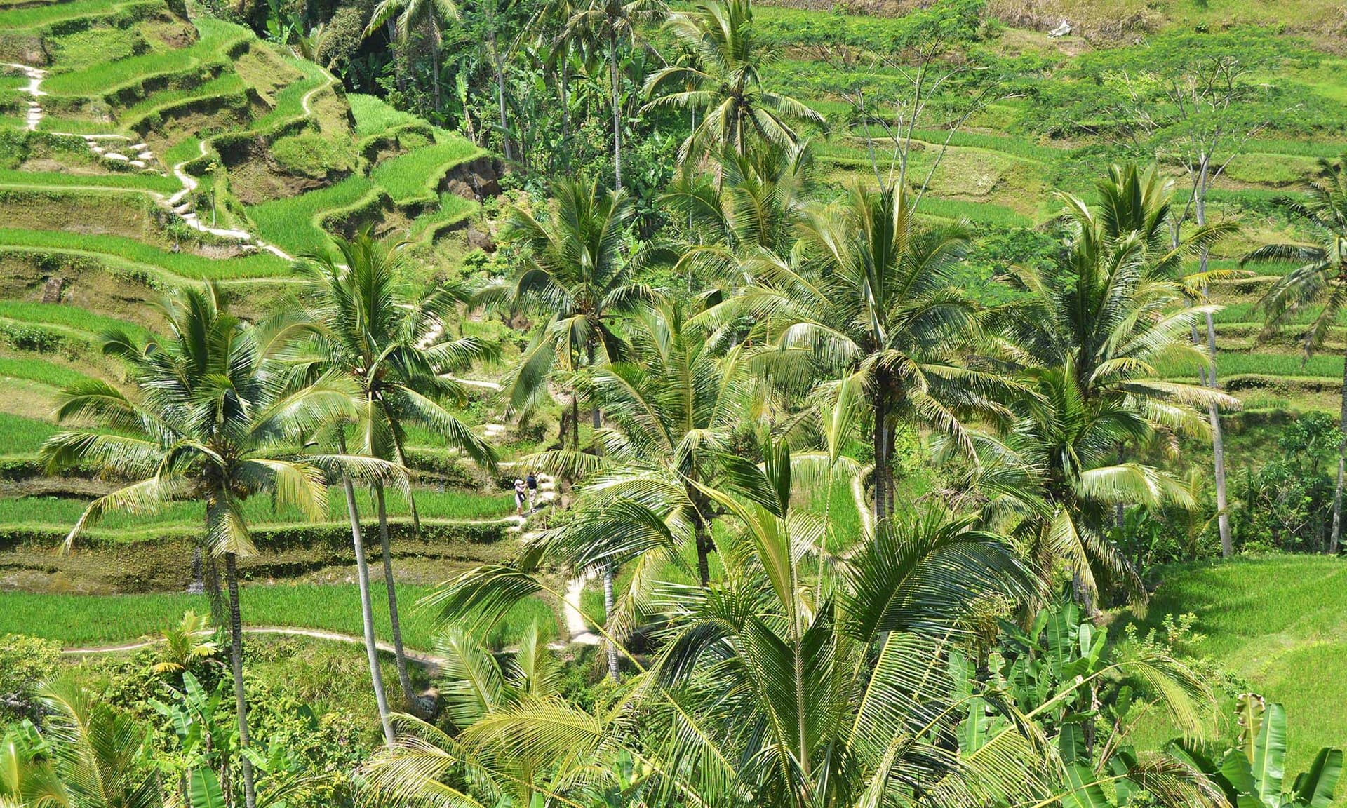 Private Bali Full Day Tour Include Natural Landscapes and Temples