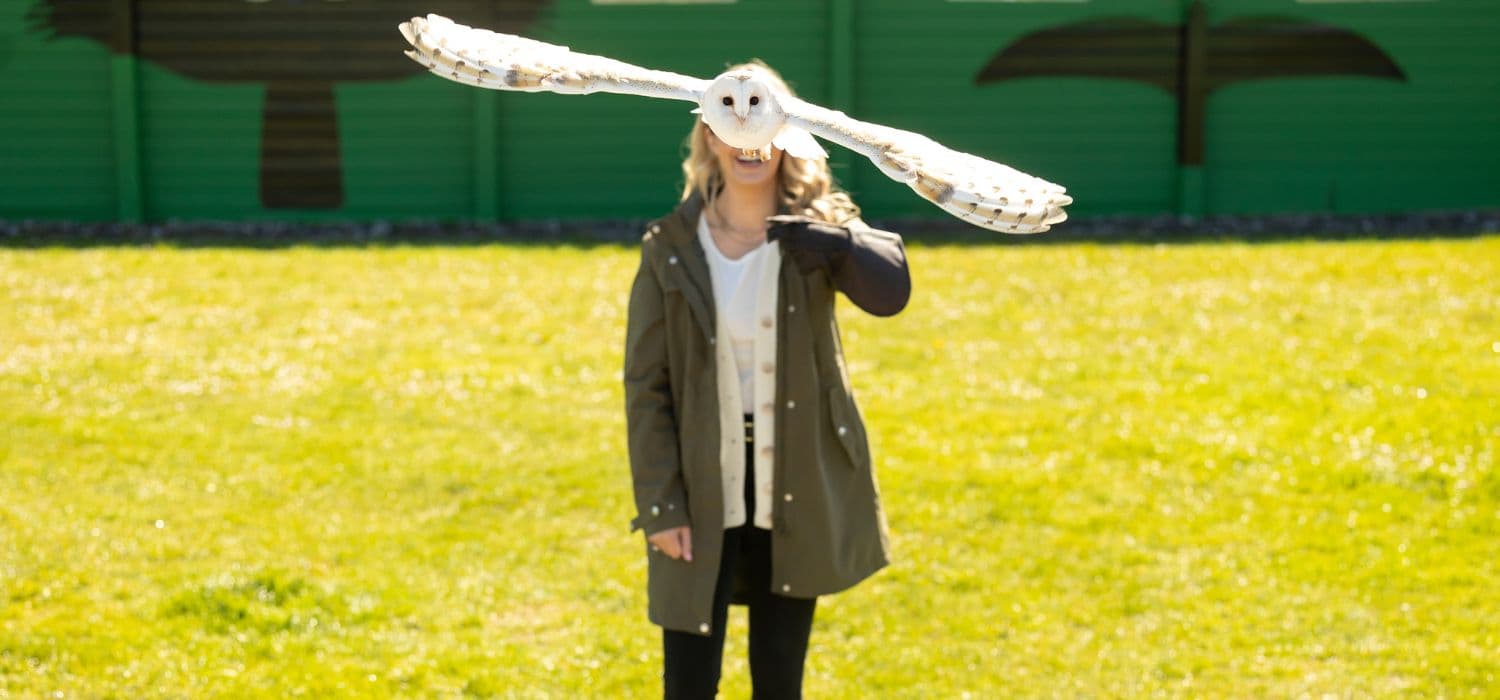 From Dublin: Bird of Prey to the Cliffs of Moher & Aillwee Cave