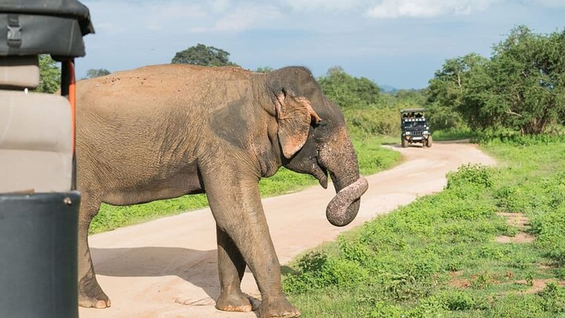 From Hikkaduwa: Udawalawe Safari Tour