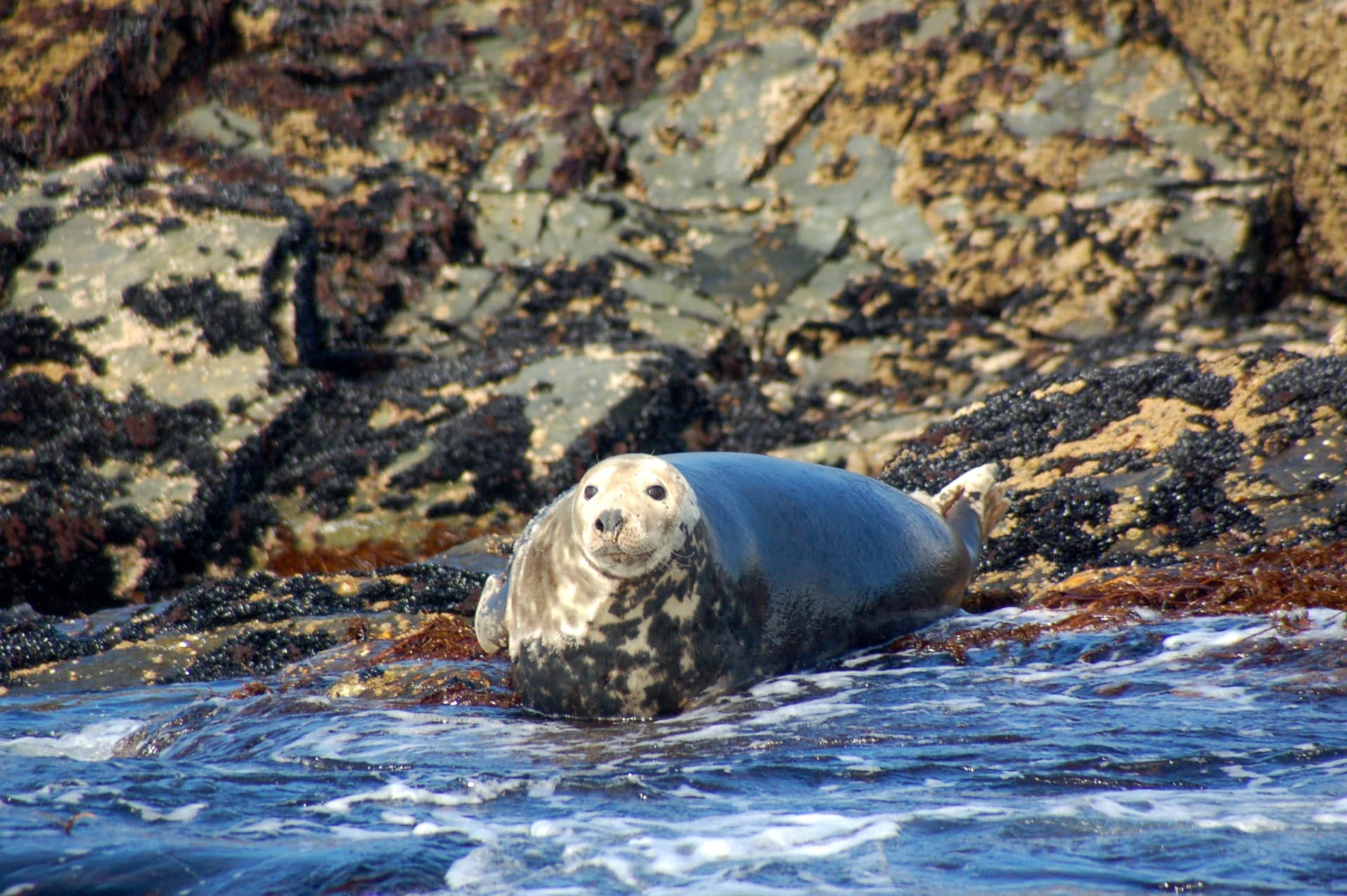 Marine wildlife cruise to Inishturk Island. Galway. Private guided.