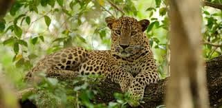 Wilpattu Safari Experience