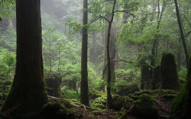 Nature Walking Tour in Yakusugi Cedar Forests in Yakushima