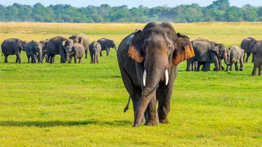 From Anuradhapura: Habarana Adventure Day Tour
