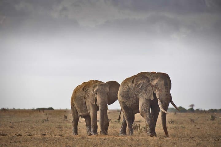 3-Day Tsavo East Safari from Mombasa