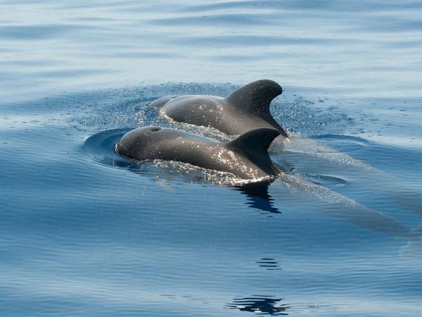 Dolphin and Benagil Caves Tour from Portimao