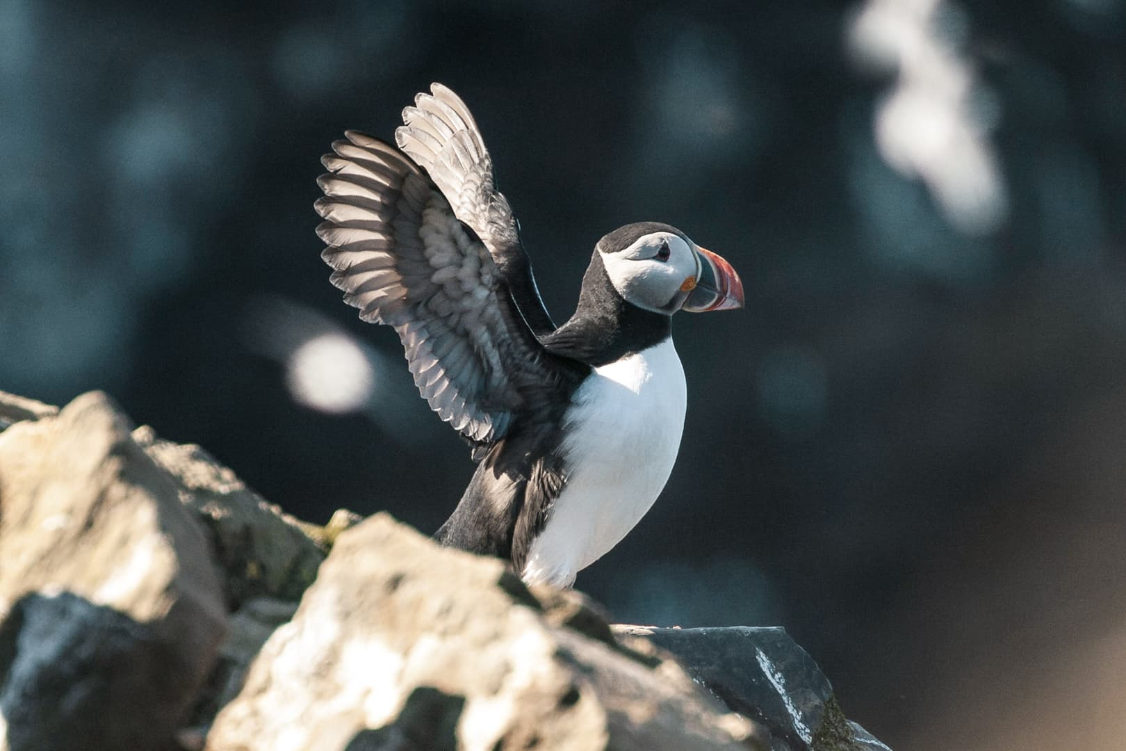 Whales and Puffins