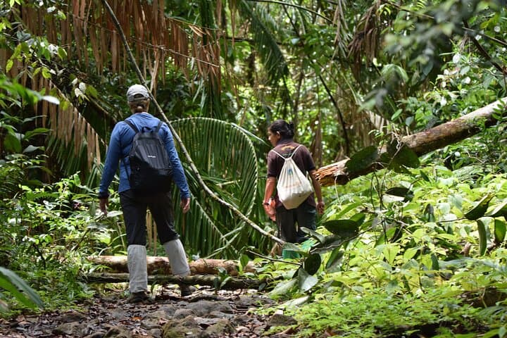 From Tangalla: Sinharaja Trekking Day Tour
