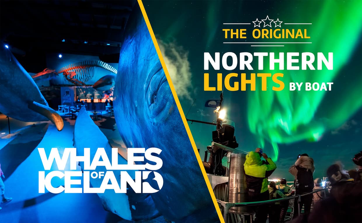 Auroras at Whales of Iceland & Northern Lights by Boat
