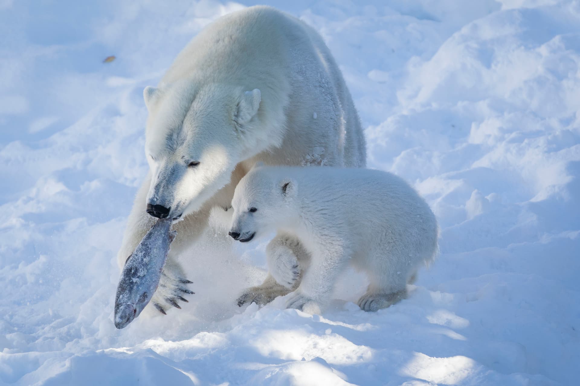 Arctic Animal Day - Winter