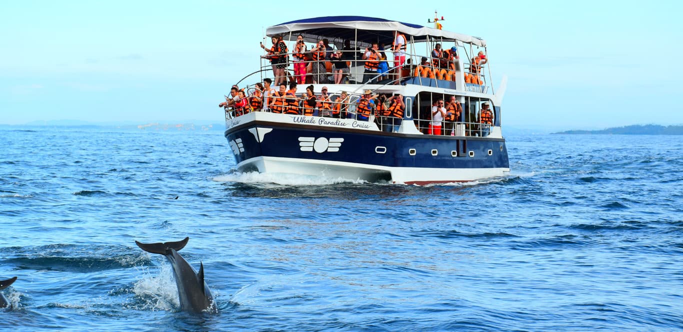 Mirissa Whale Watching Tour From Negombo