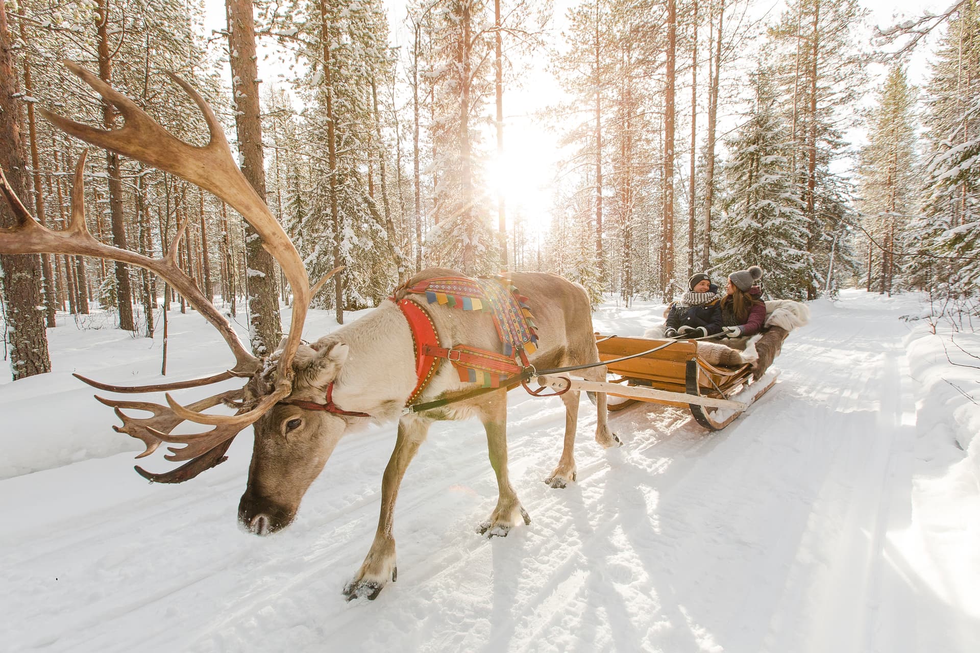 Reindeer Farm Visit & Sled Ride