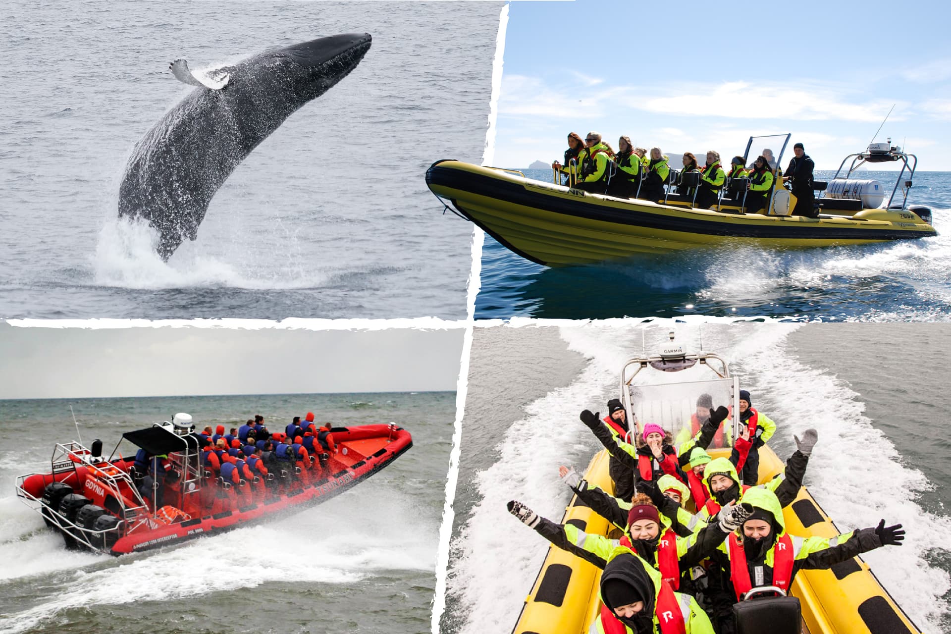 Whale Watching from Downtown Reykjavik by RIB Speedboat