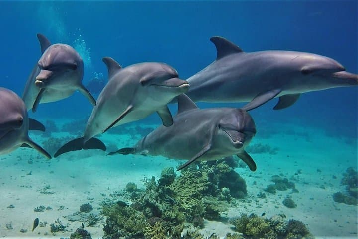 Dolphin House Reef Snorkeling Adventure & Transfers – Marsa Alam