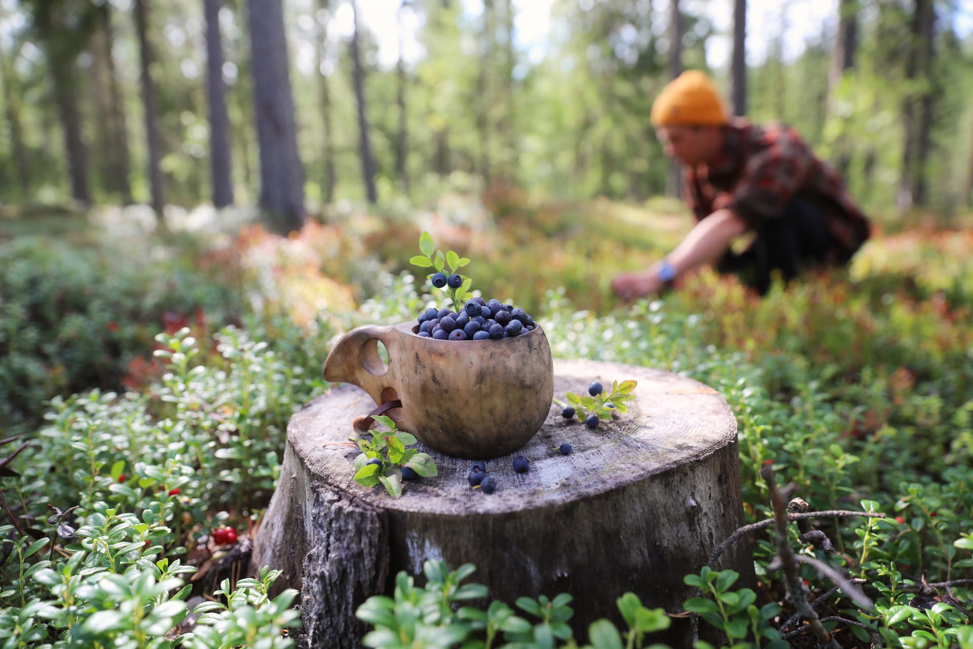 Magic of the Forest and Log Sauna, 4 hours (Private Tour)