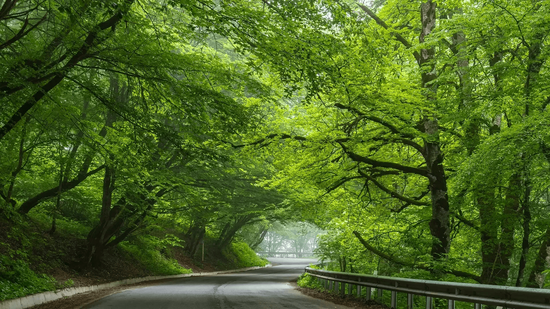 Discover Sabaduri Forest & More: National Park Adventure