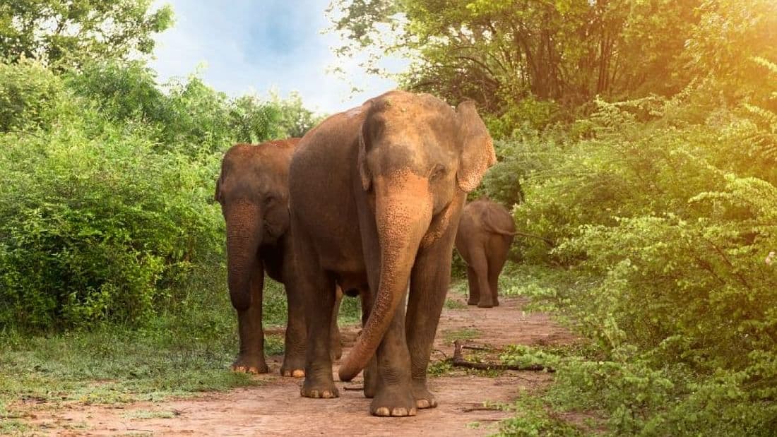 From Hambantota: Udawalawe Safari Tour