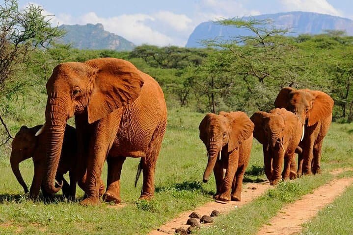 Things to do in Kenya