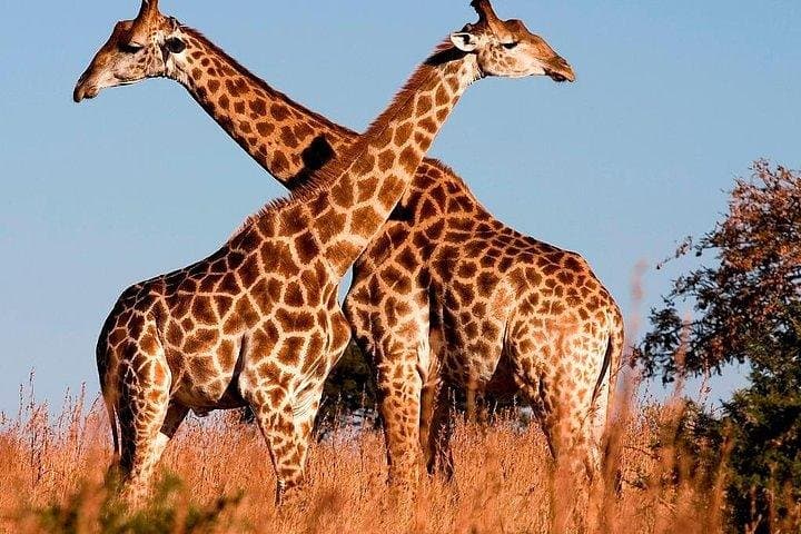 7 Days Best of Kenya Wildlife Safari on a 4x4 Land Cruiser Jeep