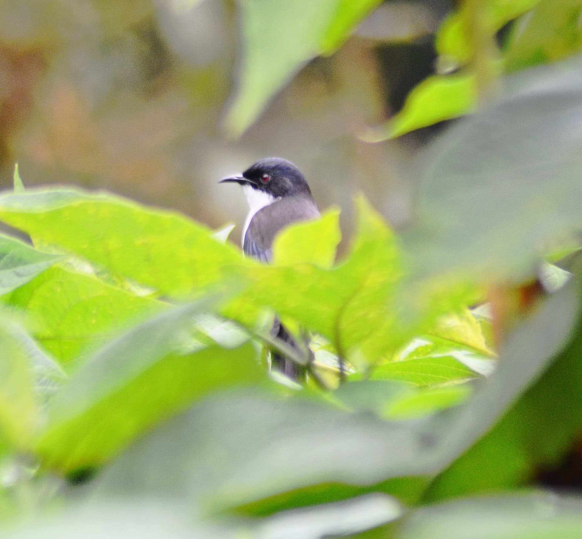 Bird Watching Doi Inthanon