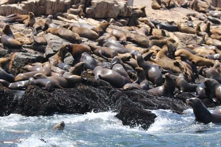 Palomino Islands Sea Lion Swimming Tour