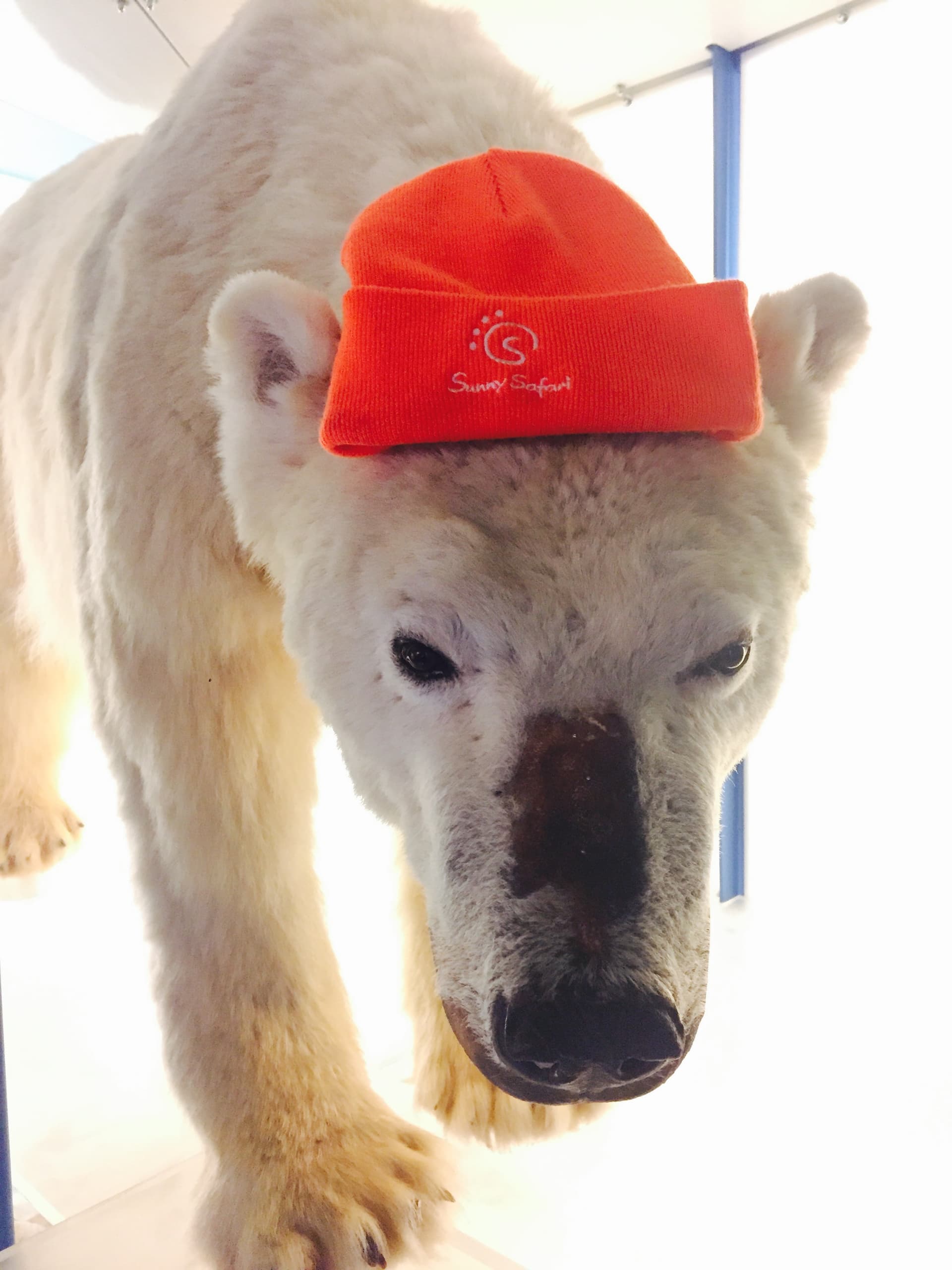 Day Tour of Arctic Wildlife Zoo - Ranua